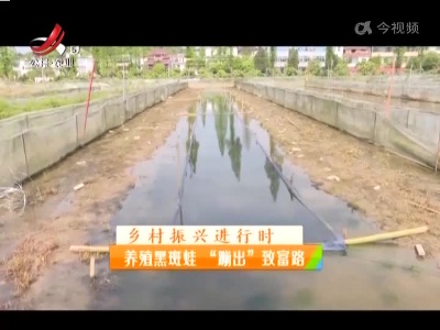 稻花香里20220427 乡村振兴进行时——养殖黑斑蛙“蹦出”致富路