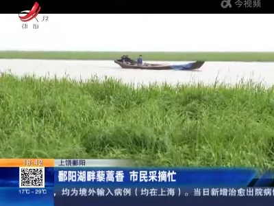 上饶鄱阳：鄱阳湖畔藜蒿香 市民采摘忙