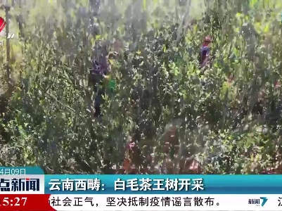 云南西畴：白毛茶王树开采