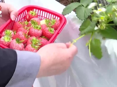 【希望的田野】“空中”草莓采摘俏 “智慧”种植效益高