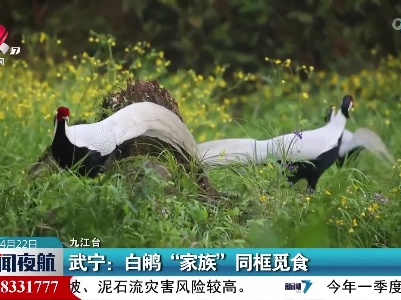 武宁：白鹇“家族”同框觅食