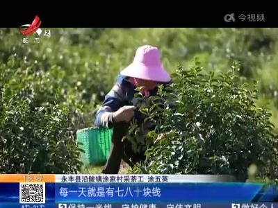 吉安永丰：千亩茶园进入采摘期 300人抢摘“明前茶”