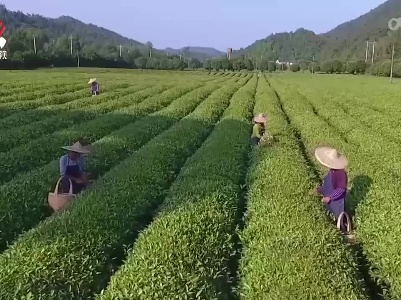 江西多部门助力“赣茶”出口逆势增长