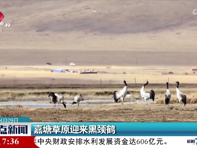 嘉塘草原迎来黑颈鹤