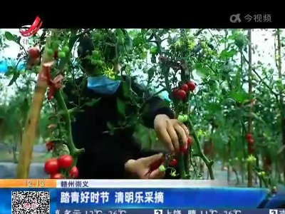 赣州崇义：踏青好时节 清明乐采摘