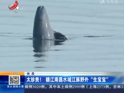 南昌：太珍贵！ 赣江南昌水域江豚野外“生宝宝”