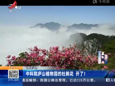 九江庐山：中科院庐山植物园的杜鹃花 开了！