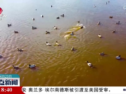 黑龙江黑河：鸳鸯野鸭群集乐享好春光