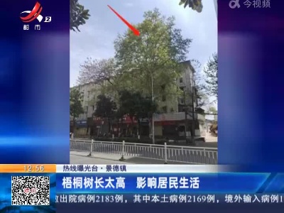 【热线曝光台】景德镇：梧桐树长太高 影响居民生活