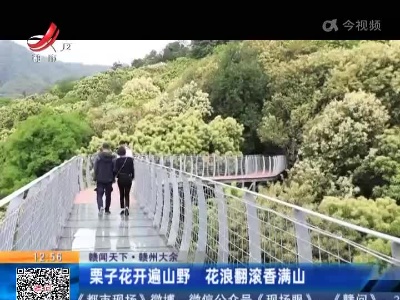 【赣闻天下】赣州大余：栗子花开遍山野 花浪翻滚香满山