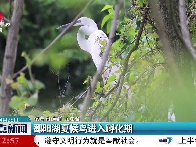 鄱阳湖夏候鸟进入孵化期
