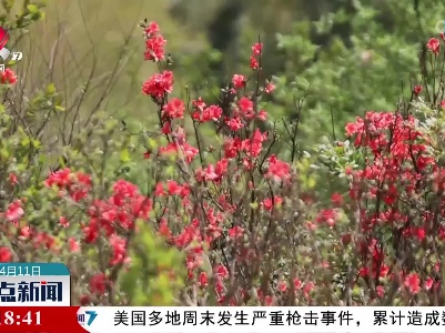 泰和：杜鹃花开 染红天湖山