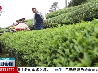 江西：多措并举助力疫情下“赣茶”出口逆势突围