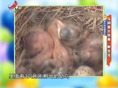 我们的动物朋友——乌鸫窗台筑巢“孵宝宝”