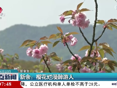 新余：樱花烂漫醉游人