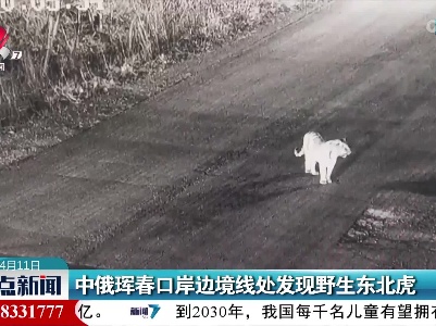 中俄珲春口岸边境线处发现野生东北虎