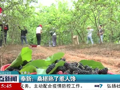 奉新：桑葚熟了惹人馋