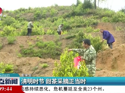 清明时节 甜茶采摘正当时