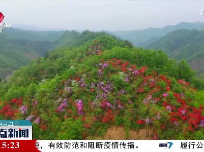 陕西商南：杜鹃花开映山红