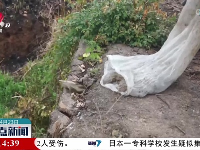 泰和：非法抓捕虎纹蛙获刑罚