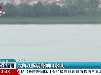 成群江豚现身湖口水域