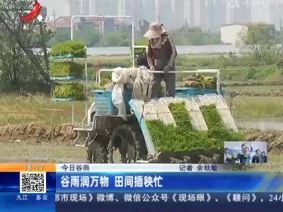 今日谷雨：谷雨润万物 田间插秧忙