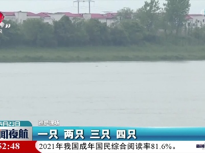 成群江豚现身湖口水域