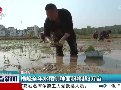 横峰全年水稻制种面积将超3万亩