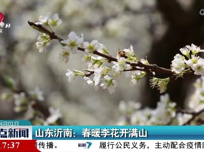山东沂南：春暖李花开满山