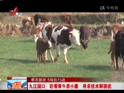 【帮农助农 5哥在行动】九江湖口：赶着黄牛奔小康 寻求技术解困扰