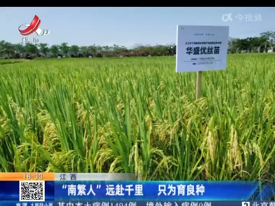 江西：“南繁人”远赴千里 只为育良种