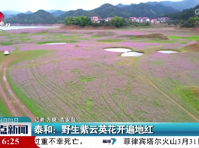 泰和：野生紫云英花开遍地红