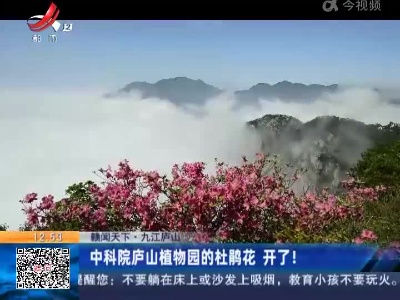 【赣闻天下】九江庐山：中科院庐山植物园的杜鹃花 开了！