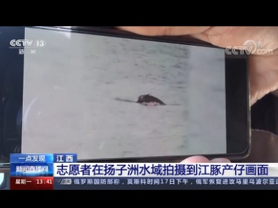 江西：志愿者在扬子洲水域拍摄到江豚产仔画面