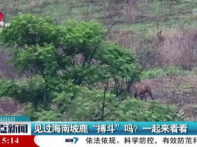 见过海南坡鹿“搏斗”吗？一起来看看