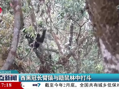 西黑冠长臂猿与鼯鼠林中打斗