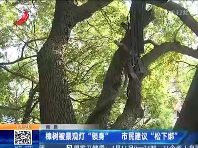 南昌：樟树被景观灯“锁身” 市民建议“松下绑”