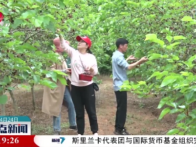 奉新：桑椹熟了惹人馋