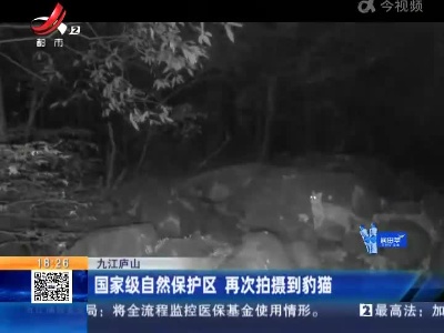 九江庐山：国家级自然保护区 再次拍摄到豹猫