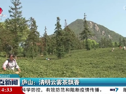 庐山：清明云雾茶飘香