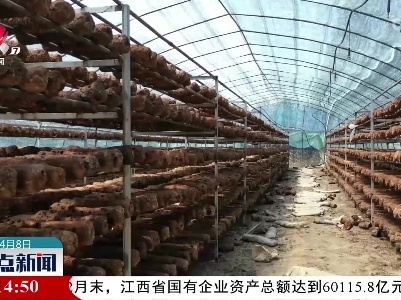 吉安青原区：菌菇产业助推乡村振兴