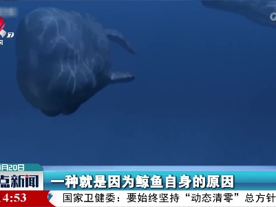 鲸鱼搁浅的主要原因是什么