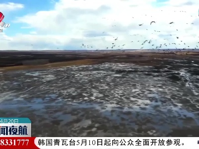黑龙江嫩江：万鸟翔集 蔚为壮观