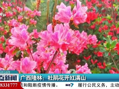广西隆林：杜鹃花开红满山
