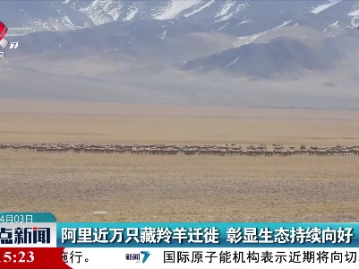 阿里近万只藏羚羊迁徙 彰显生态持续向好