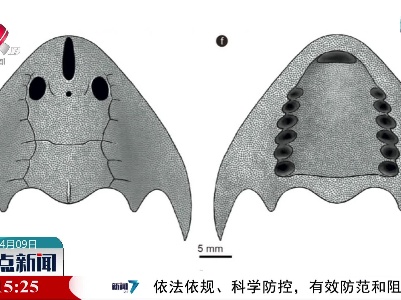 武宁发现最古老真盔甲鱼类化石 距今4.38亿年