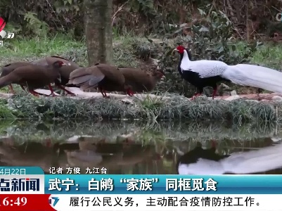 武宁：白鹇“家族”同框觅食