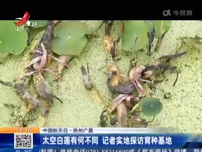 【中国航天日】抚州广昌：太空白莲有何不同 记者实地探访育种基地