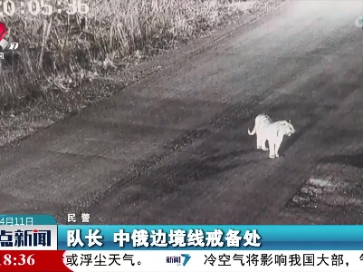 中俄珲春口岸边境线处发现野生东北虎