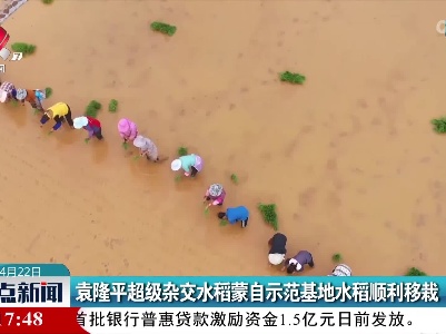 袁隆平超级杂交水稻蒙自示范基地水稻顺利移栽